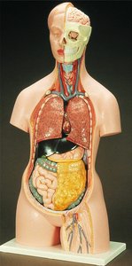 Human torso model showing internal organs