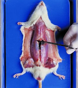 Making lateral cuts at the base of the rib cage