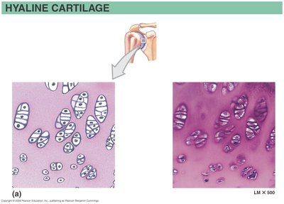 Elastic cartilage micrograph and location