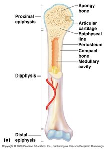 Bone cross-section showing spongy and compact bone