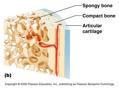 Bone cross-section with yellow marrow and endosteum