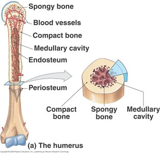 Microscopic view of spongy bone