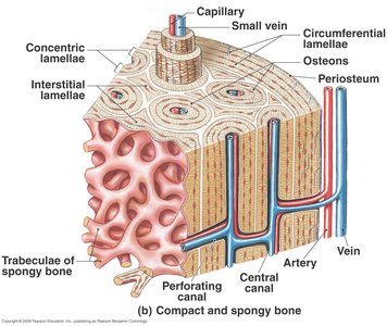 Red bone marrow in spongy bone