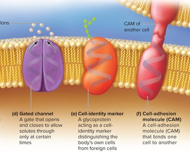 Functions of membrane proteins: gated channel, cell-identity marker, CAM