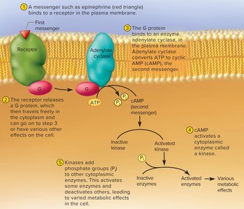 Second messenger system: G protein and cAMP pathway
