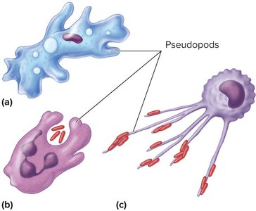 Pseudopods in cell movement and phagocytosis