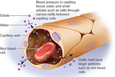 Filtration through the wall of a blood capillary