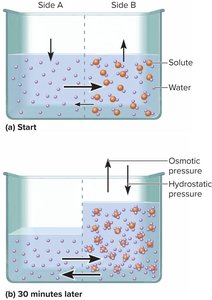 Osmosis: movement of water across a membrane