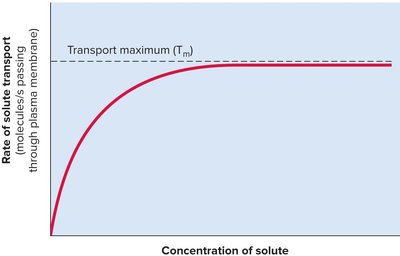 Carrier saturation and transport maximum