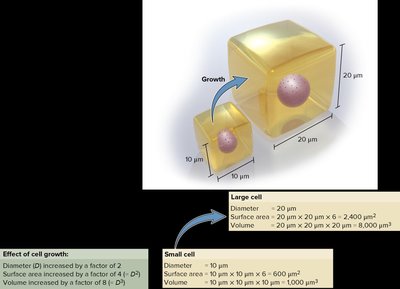 Relationship between cell surface area and volume