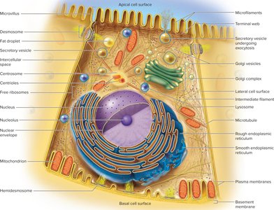A representative cell with labeled organelles
