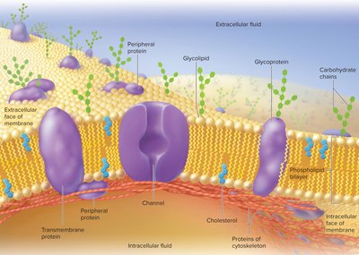 Structure of the plasma membrane