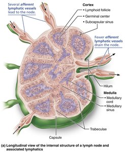 Longitudinal view of the internal structure of a lymph node