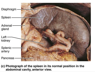 Photograph of the spleen in its normal position in the abdominal cavity