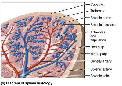 Diagram of spleen histology