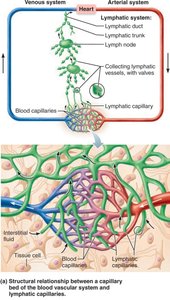 Structural relationship between a capillary bed of the blood vascular system and lymphatic capillaries