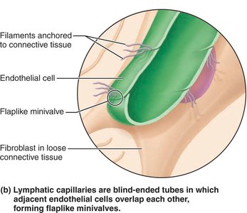 Lymphatic capillaries are blind-ended tubes with overlapping endothelial cells forming flaplike minivalves