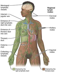 The lymphatic system in the human body