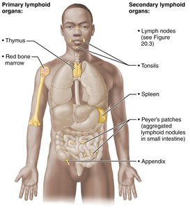Primary and secondary lymphoid organs