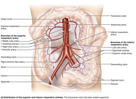 Arteries of the abdomen