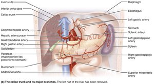 Celiac trunk and its branches