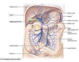 Hepatic portal circulation