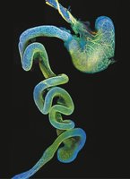 Enteric nervous system