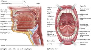 Anatomy of the oral cavity