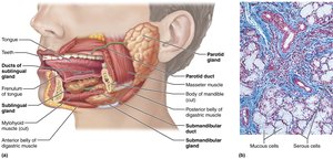 Salivary glands and ducts