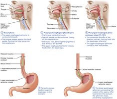 Swallowing phases