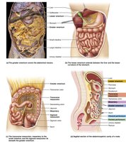 Mesenteries of the abdominal digestive organs