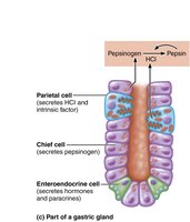 Gastric gland cell types