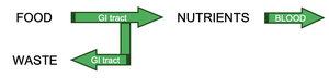 Flowchart of food, nutrients, and waste through the GI tract