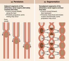 Comparison of peristalsis and segmentation