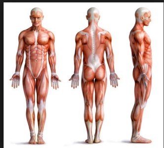 Human muscular system, anterior, posterior, and lateral views