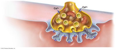 Neuromuscular junction: release of acetylcholine