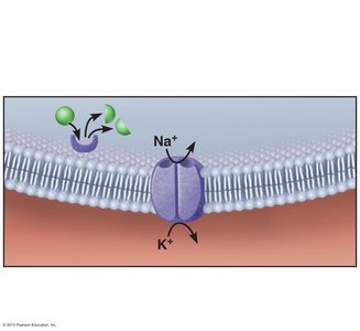 ACh breakdown by acetylcholinesterase at the neuromuscular junction