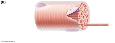 Diagram of muscle fiber showing myofibrils and banding pattern