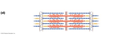 Enlargement of one sarcomere showing myosin heads and banding