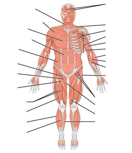 Major muscles of the human body, anterior view