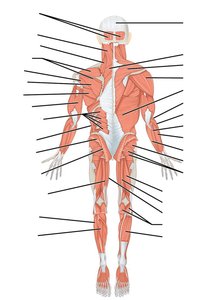 Major muscles of the human body, posterior view
