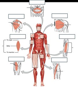 Muscle fascicle types