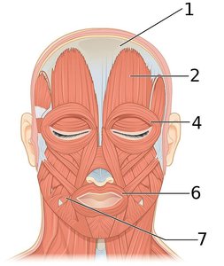Major muscles of the face