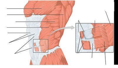 Major muscles of the abdomen