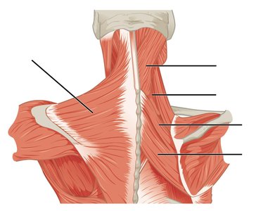 Major muscles of the upper back and neck
