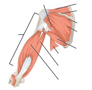 Major muscles that act on the humerus and forearm