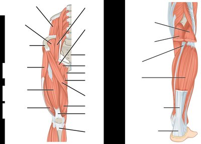 Major muscles that act on the thigh, leg, and foot