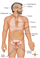 Location of major endocrine glands in the human body