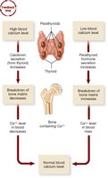 Regulation of blood calcium levels by thyroid and parathyroid glands