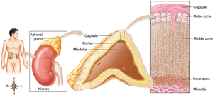 Adrenal gland structure and zones